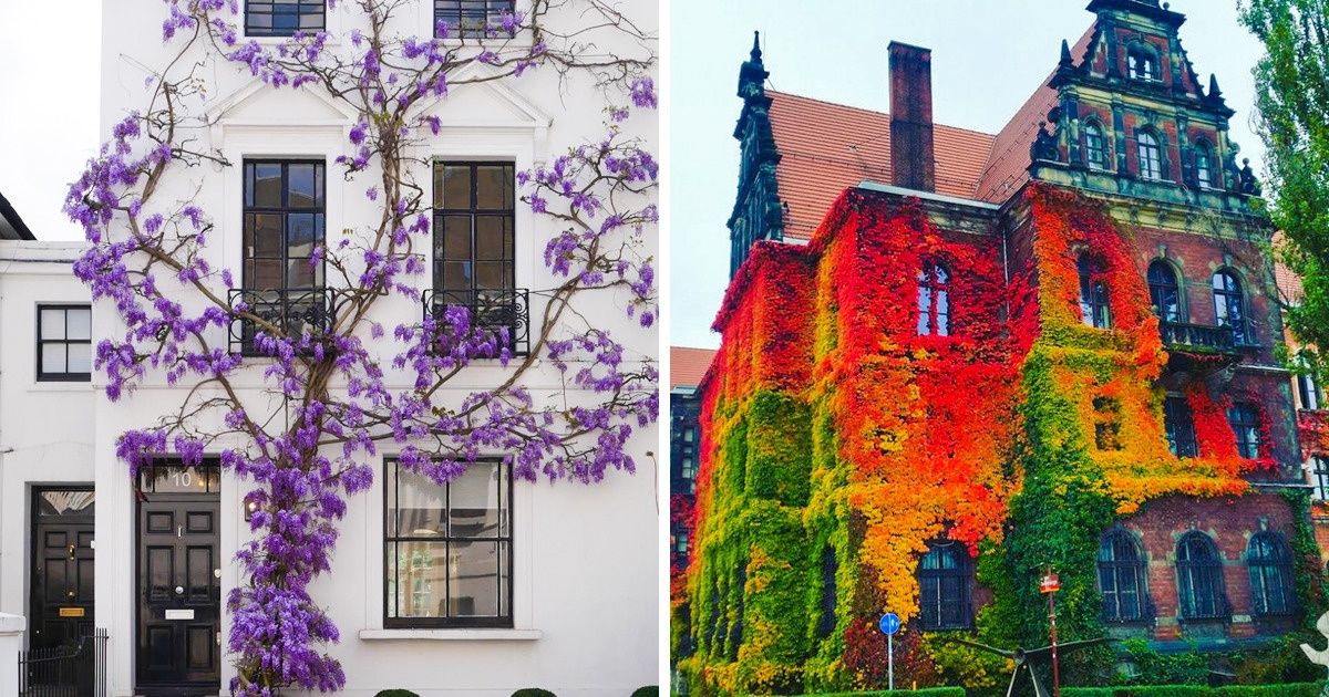 Plantas que transformaram casas comuns em contos de fadas