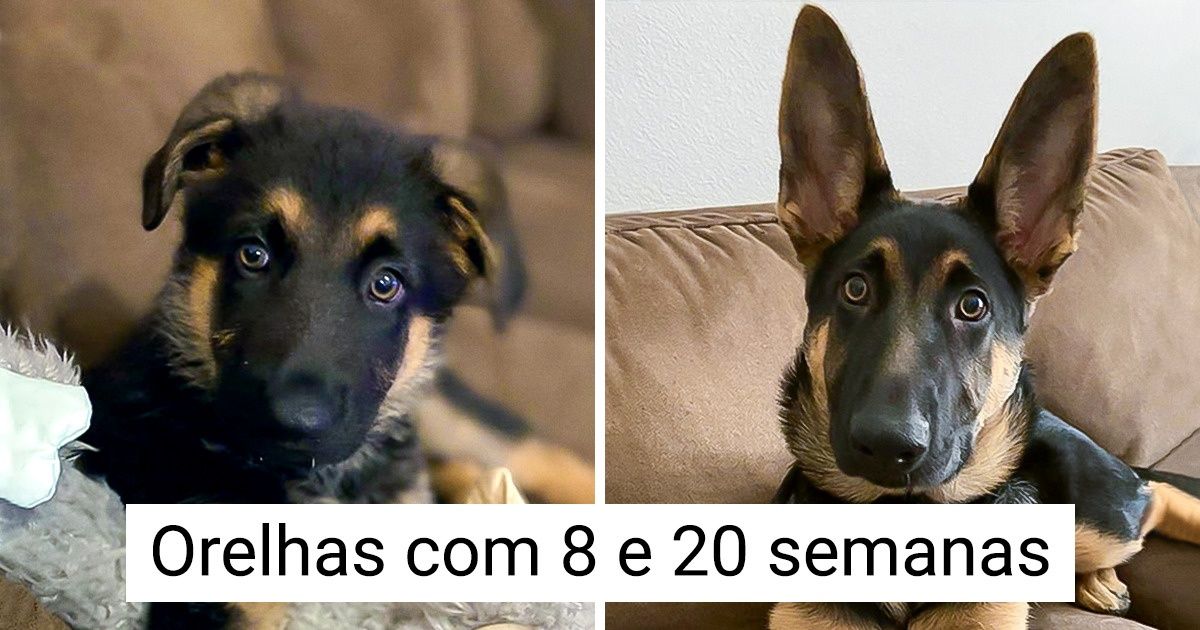 25+ Confirmações que nenhuma nova raça de cães diminuirá nosso amor pelos pastores-alemães