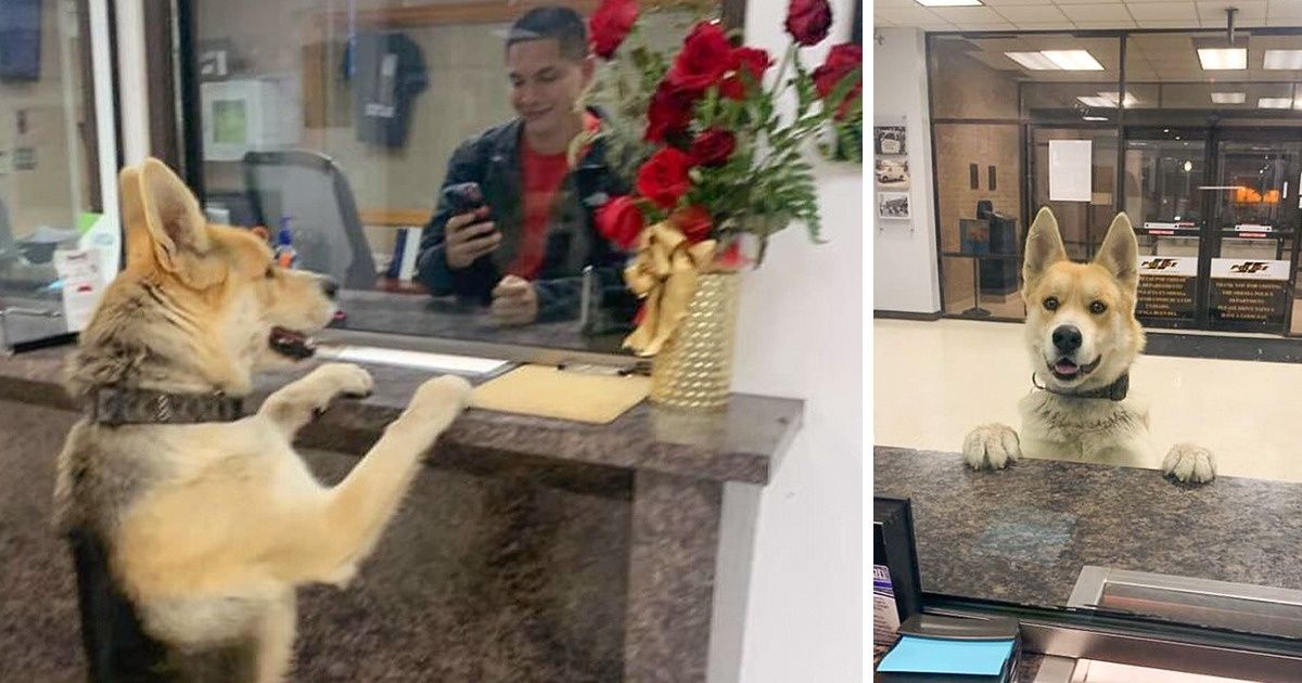 Cão perdido vai a uma delegacia de polícia para “dizer” que está desaparecido Cão perdido vai a uma delegacia de polícia para “dizer” que está desaparecido