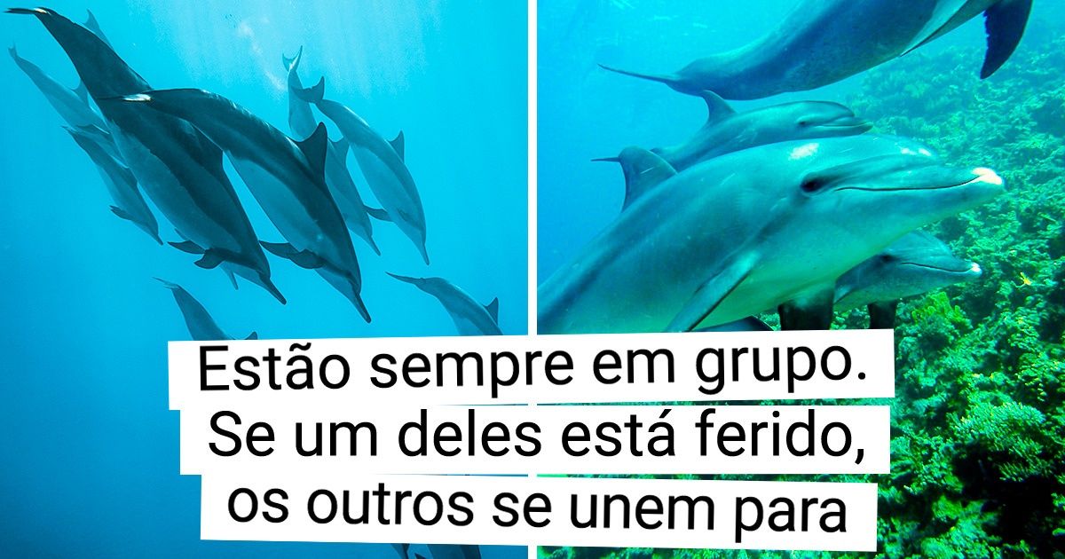 12 Dados sobre golfinhos que nos fizeram ver sua inteligência sob outra perspectiva 12 Dados sobre golfinhos que nos fizeram ver sua inteligência sob outra perspectiva