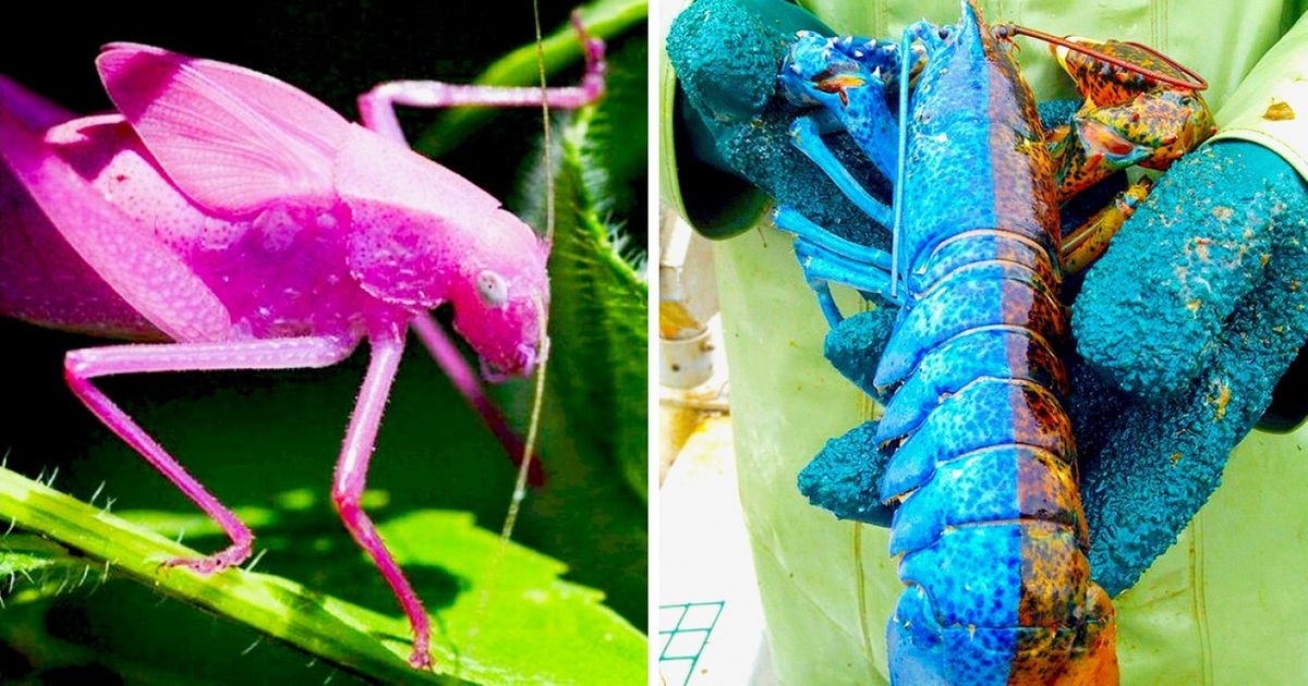 20 Animais que foram premiados pela natureza