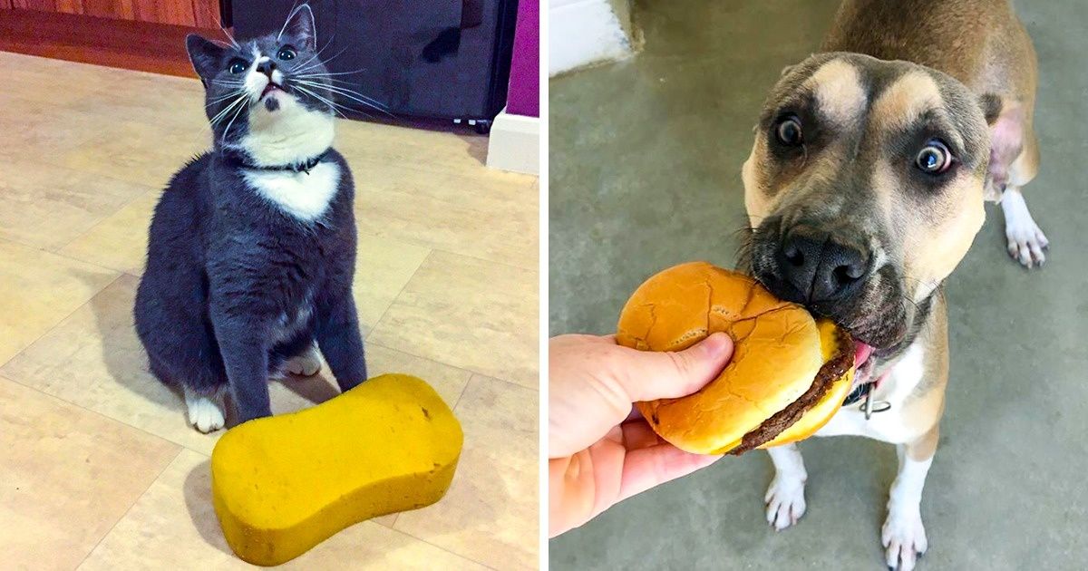 Usuários compartilham fotos de seus animais de estimação que ficaram loucos com seus presentes