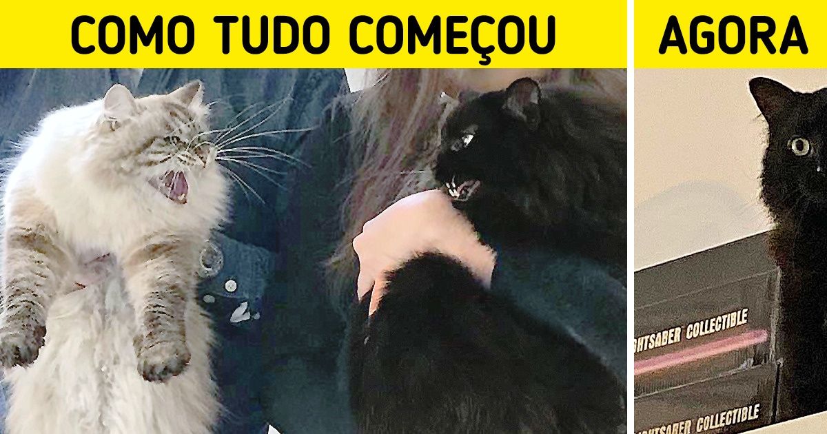 20 Fotos de gatinhos que provam que a fofura se duplica com a presença de outro peludo 20 Fotos de gatinhos que provam que a fofura se duplica com a presença de outro peludo