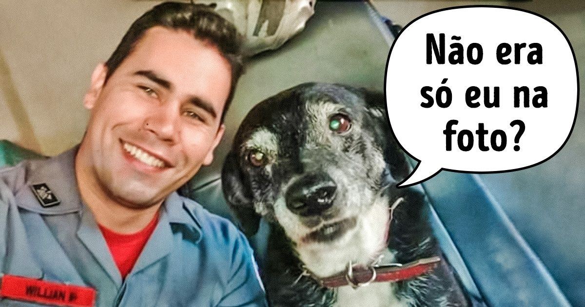 30+ Momentos fofos de cães da polícia e dos bombeiros brasileiros