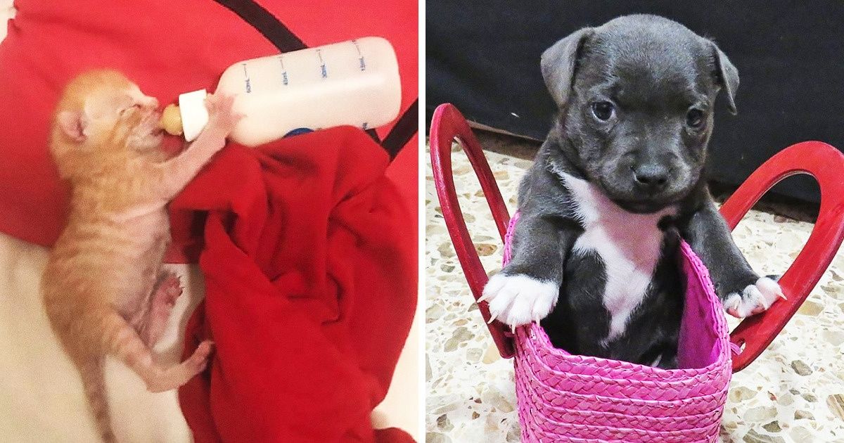 20 Seguidores do Incrível compartilharam as fotos mais fofas dos seus pets