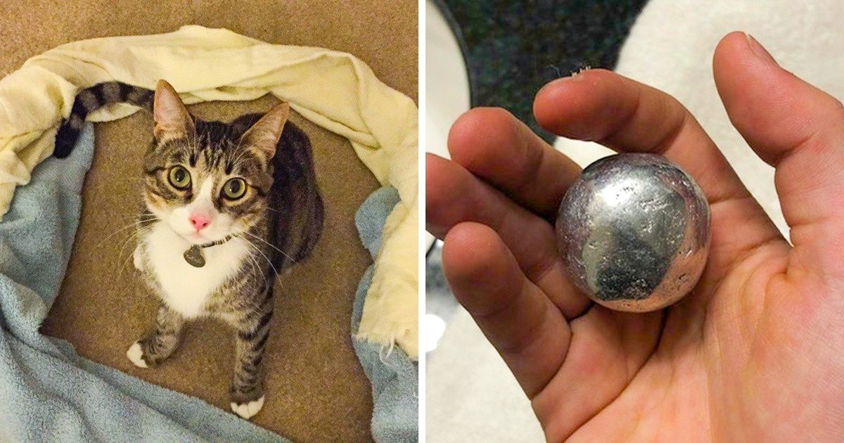 8 Desafios virais de 2018 que fascinaram a Internet 8 Desafios virais de 2018 que fascinaram a Internet