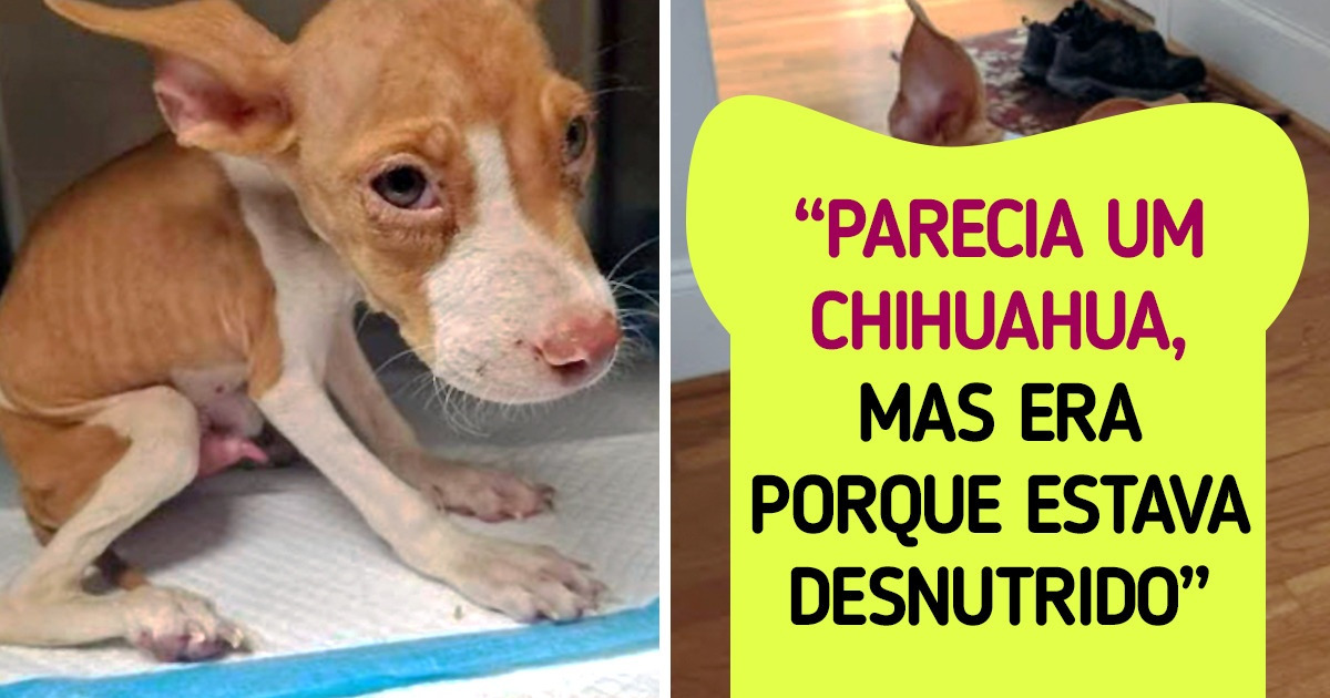 18 Pets que voltaram à vida graças ao cuidado de seus novos donos 18 Pets que voltaram à vida graças ao cuidado de seus novos donos