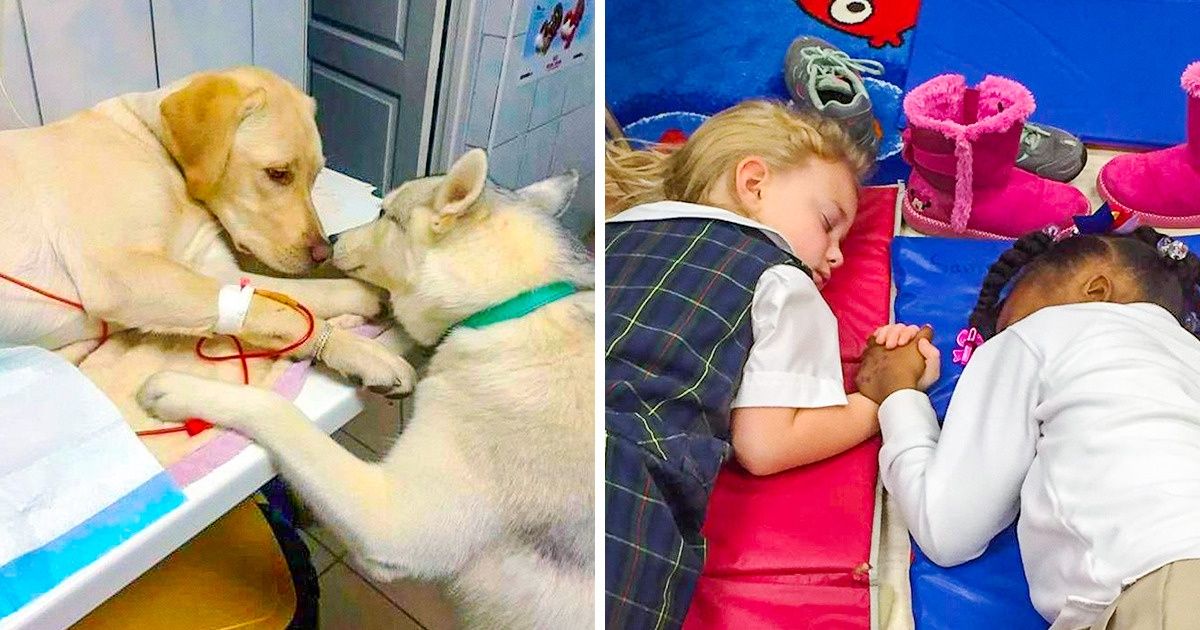 15 Fotos tão fofas que provam que o amor é o que move o mundo