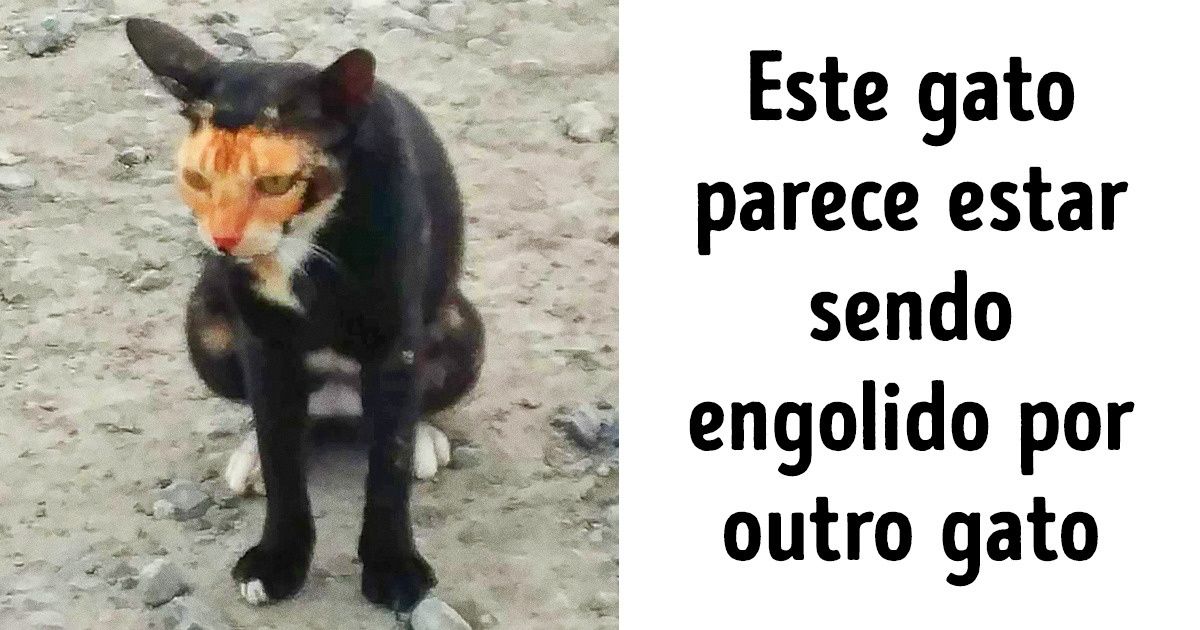 20+ Cães e gatos tão especiais que você dificilmente encontrará outros iguais pelo mundo