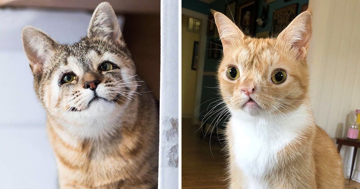 26 Animais “imperfeitos” que vão derreter o seu coração 26 Animais “imperfeitos” que vão derreter o seu coração