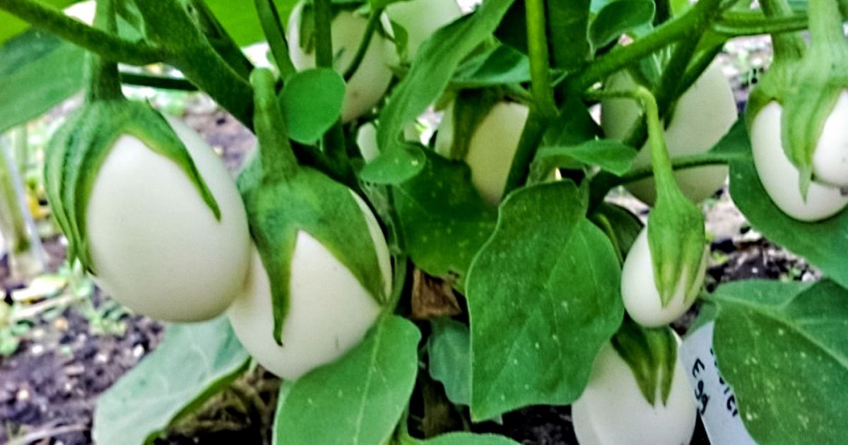 20 Fotos que não são o que parecem