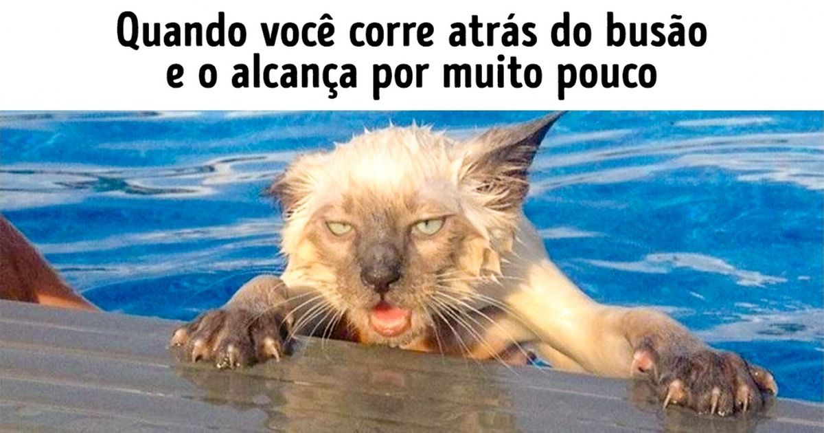 25 Imagens divertidas do perrengue de animais