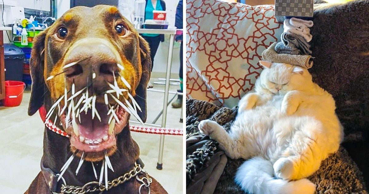 18 Сachorros e gatos que têm o poder de arrancar sorrisos 18 Сachorros e gatos que têm o poder de arrancar sorrisos