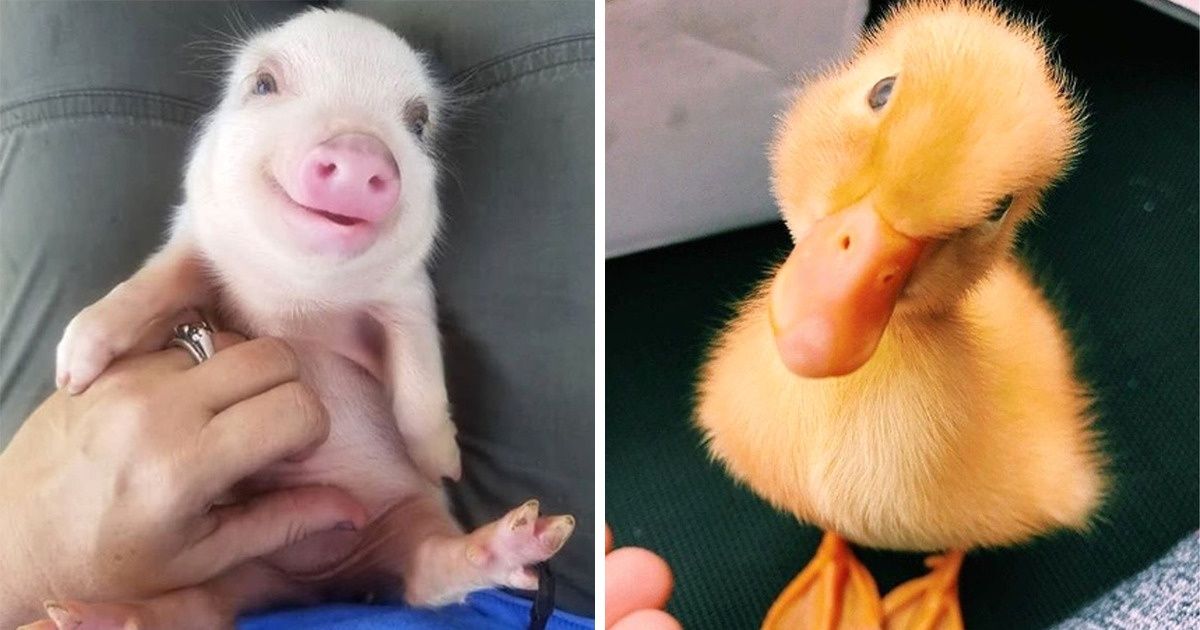 21 Filhotinhos fofos de todo tipo de bicho que irão alegrar seu dia
