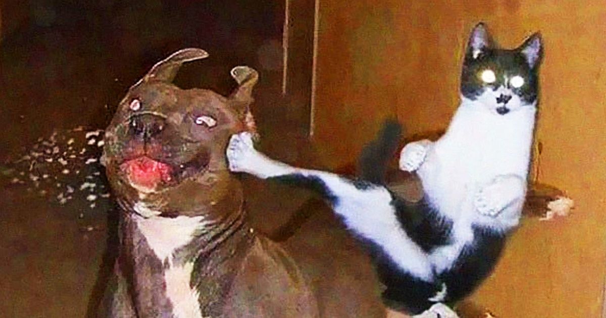 20 Fotos que provam que a relação entre cães e gatos não é fácil — e quase sempre a culpa é do gato