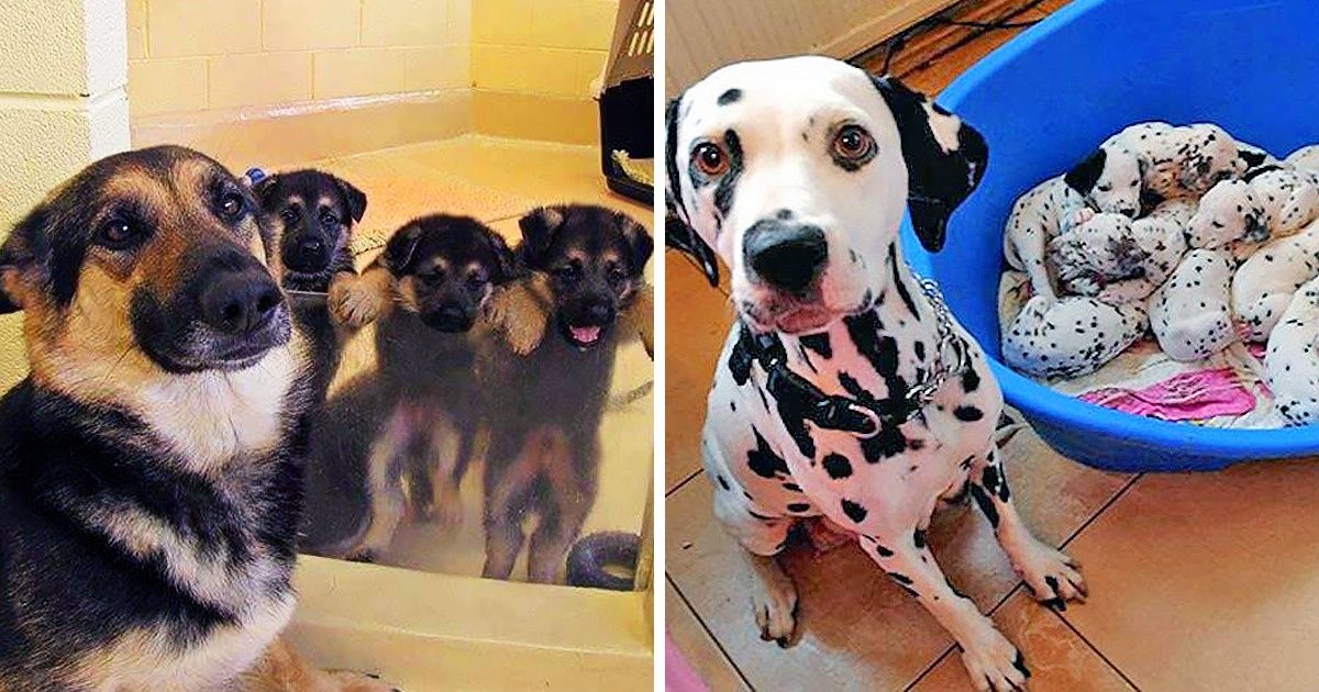 20+ Famílias fofíssimas de animais que animarão seu dia 20+ Famílias fofíssimas de animais que animarão seu dia