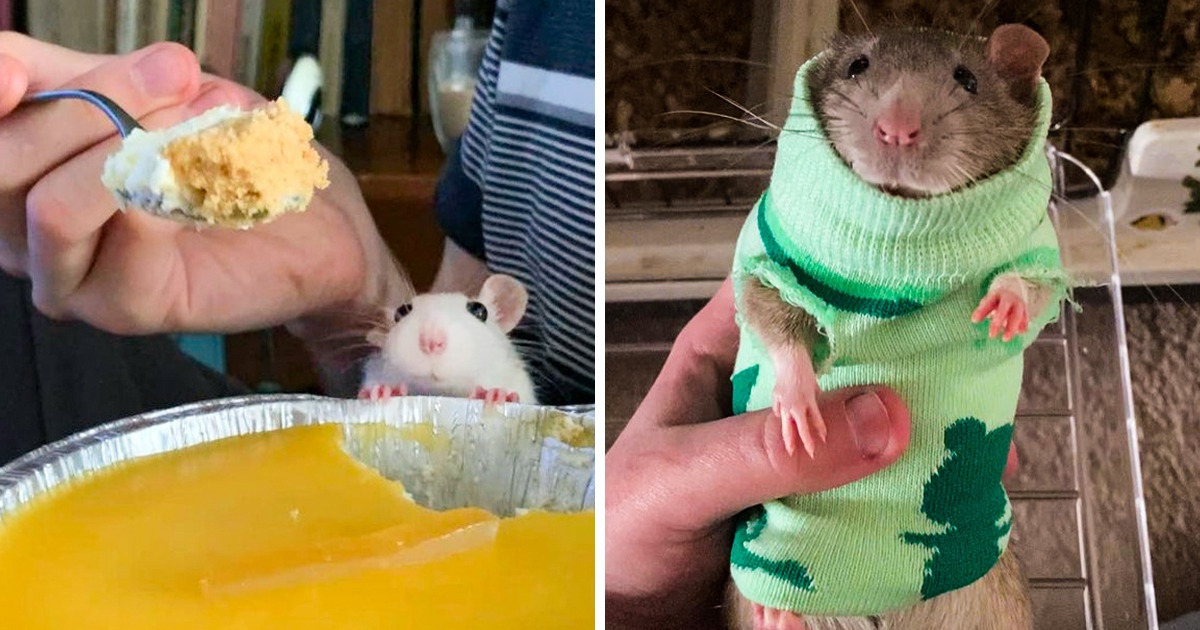 20+ Fotos de ratinhos de estimação que provam que eles podem ser animais muito fofos
