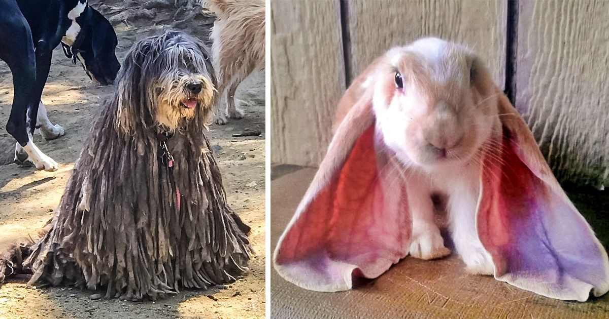 21 Bichos tão feios que acabaram conquistando nosso coração 21 Bichos tão feios que acabaram conquistando nosso coração