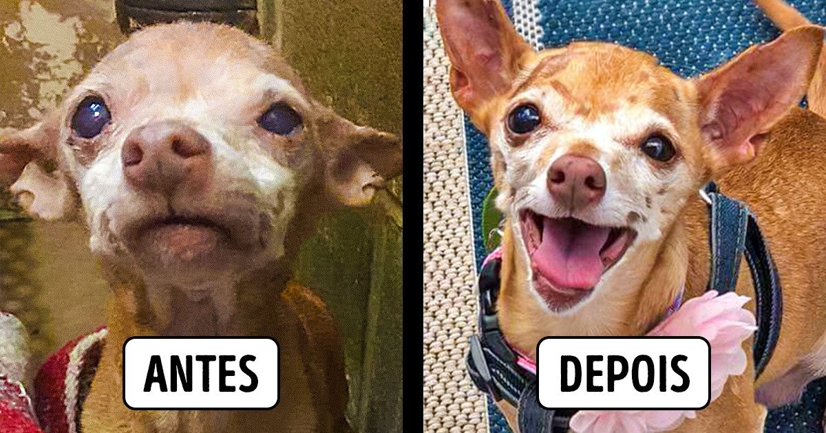 15 Animais de abrigo que mudaram completamente após a adoção