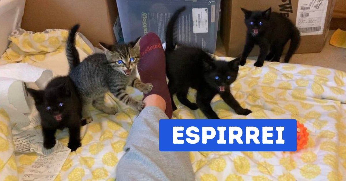 19 Fotos de gatinhos capazes de derreter o coração do próprio Lord Voldemort