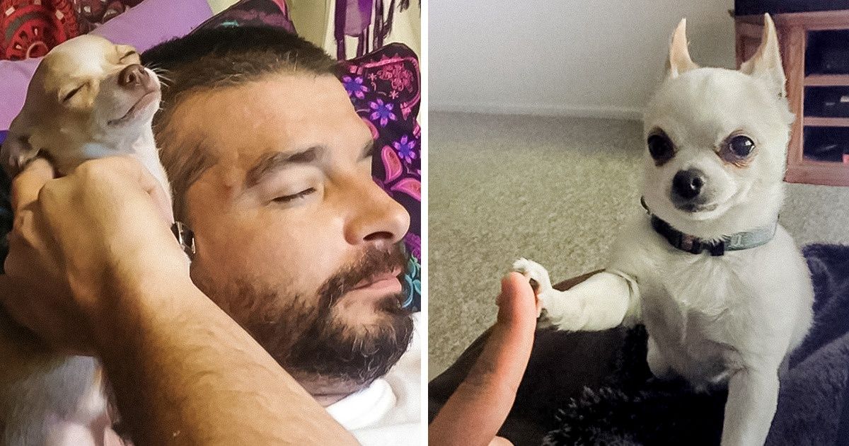 20+ Fotos que provam que chihuahuas são pequenos, mas têm um coração enorme