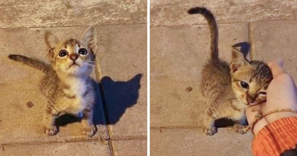 19 Fotos de gatinhos capazes de melhorar o bem-estar