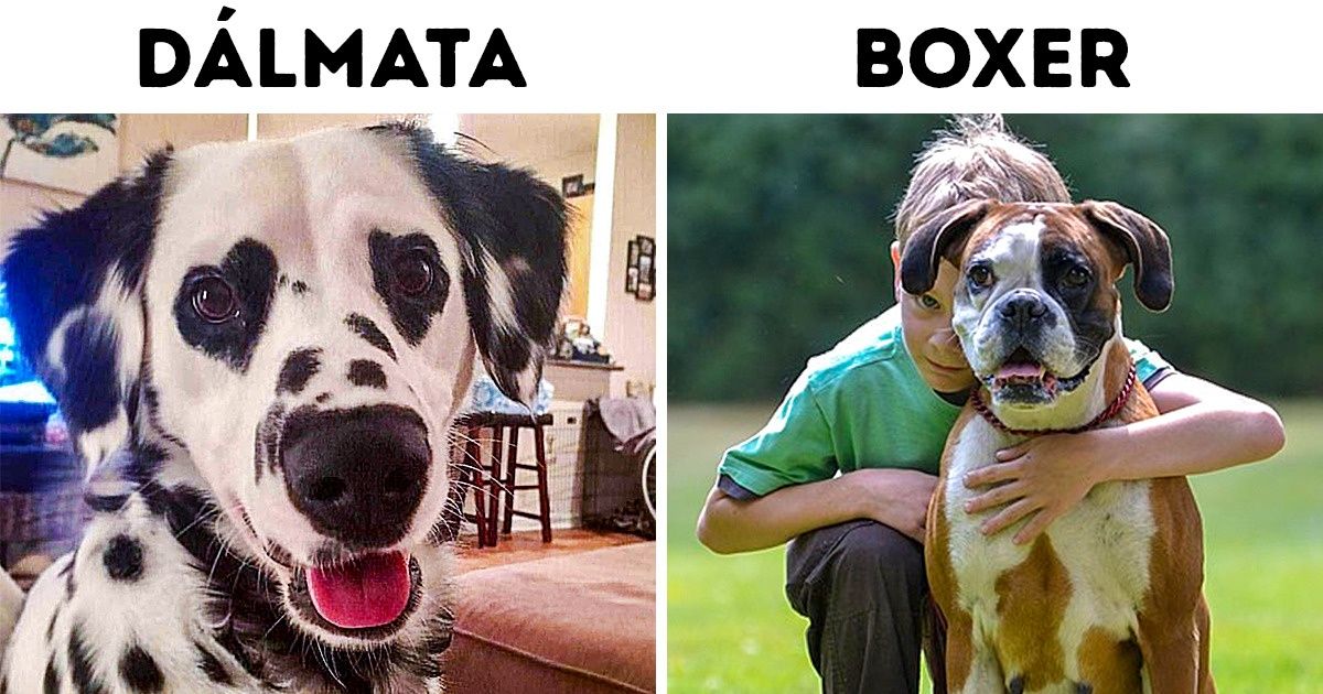 13 Raças de cachorros ideais para famílias com crianças