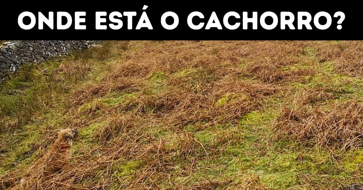 Verifique se você pode confiar na sua visão e encontrar 10 cachorrinhos com este teste simples Verifique se você pode confiar na sua visão e encontrar 10 cachorrinhos com este teste simples