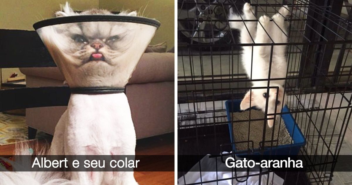 27 Imagens que quem tem gato vai simplesmente adorar