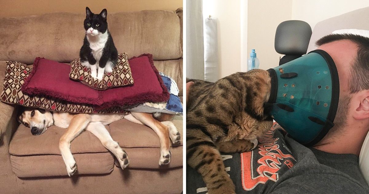 20+ Gatos que não cansam de aprontar poucas e boas