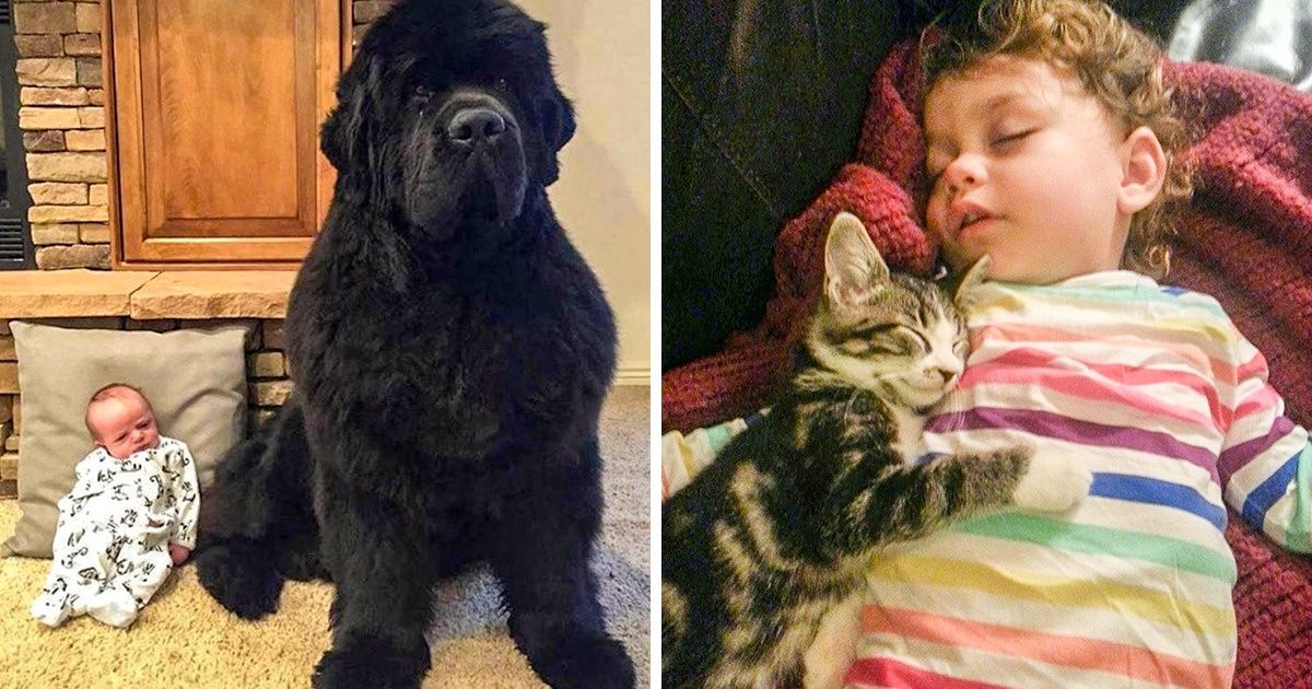 20+ Provas de que nenhuma criança deveria crescer sem um pet 20+ Provas de que nenhuma criança deveria crescer sem um pet