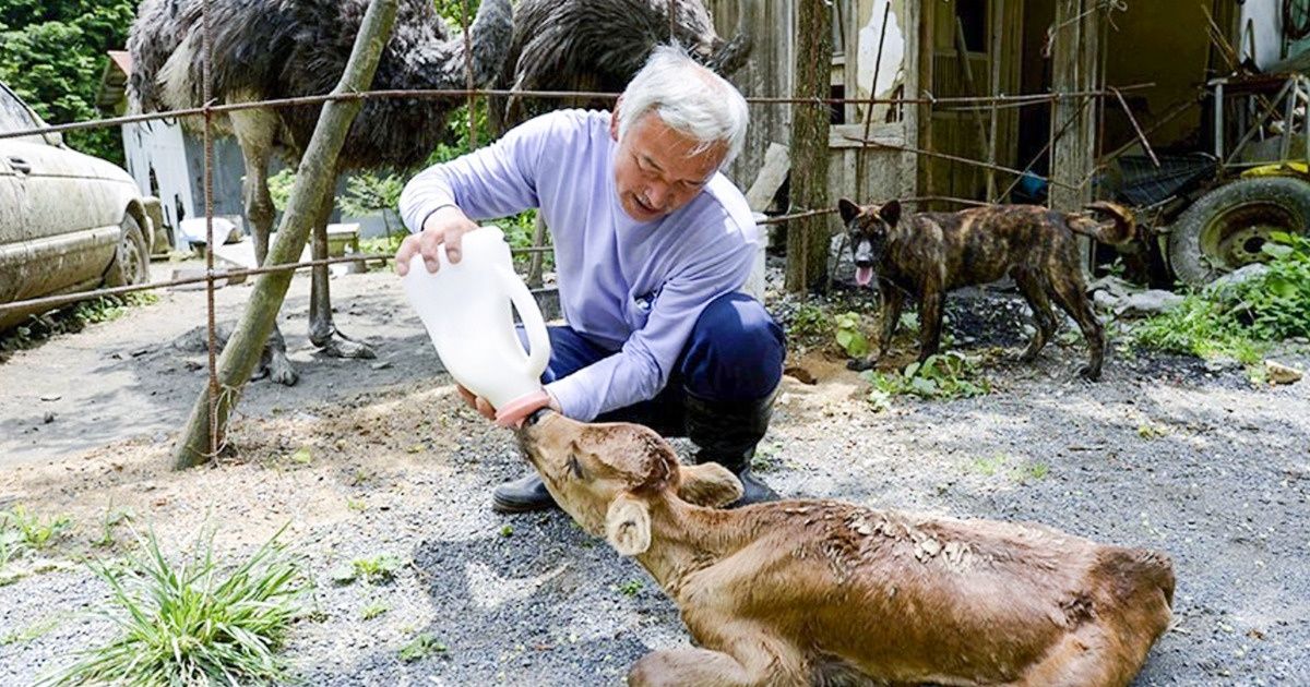 O que acontece em Fukushima 8 anos depois do acidente nuclear (spoiler: japoneses corajosos vivem lá para salvar os animais) O que acontece em Fukushima 8 anos depois do acidente nuclear (spoiler: japoneses corajosos vivem lá para salvar os animais)