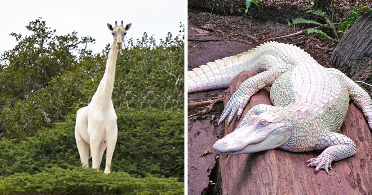 25 Animais albinos que revelam a beleza da Mãe Natureza 25 Animais albinos que revelam a beleza da Mãe Natureza