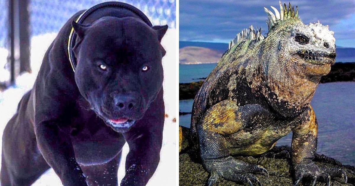 20 Animais tão sensacionais que é impossível não se surpreender