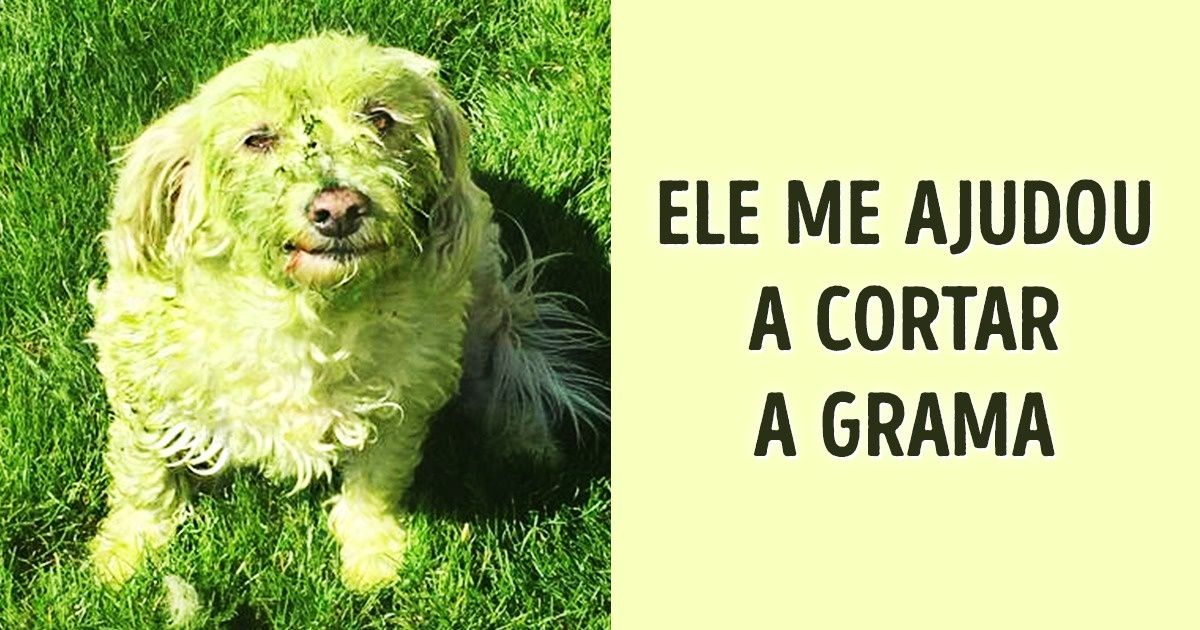 30 Razões para amar seu cão