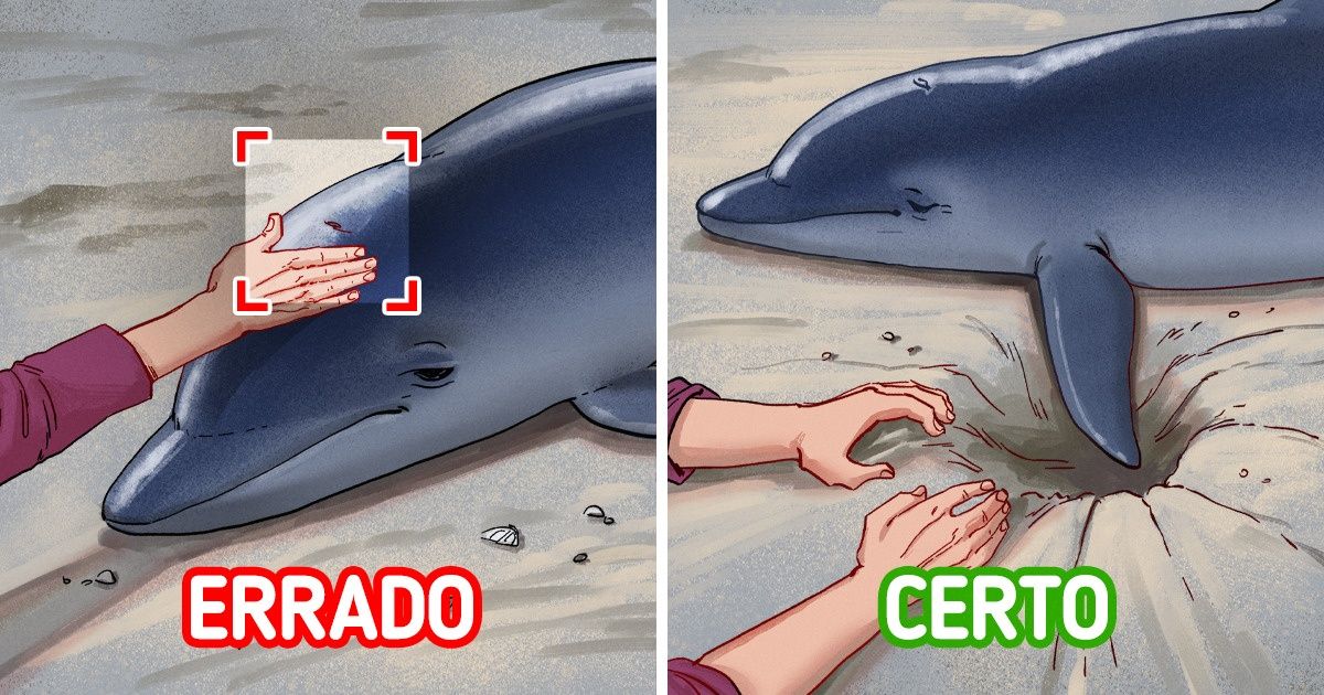 Como salvar 7 tipos de animais em situações de risco: atitudes cruciais Como salvar 7 tipos de animais em situações de risco: atitudes cruciais