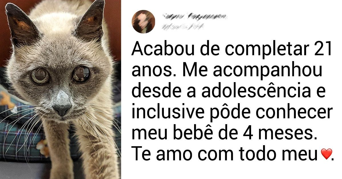 20 Pets velhinhos cuja idade só é proporcional ao amor que dão aos seus humanos 20 Pets velhinhos cuja idade só é proporcional ao amor que dão aos seus humanos