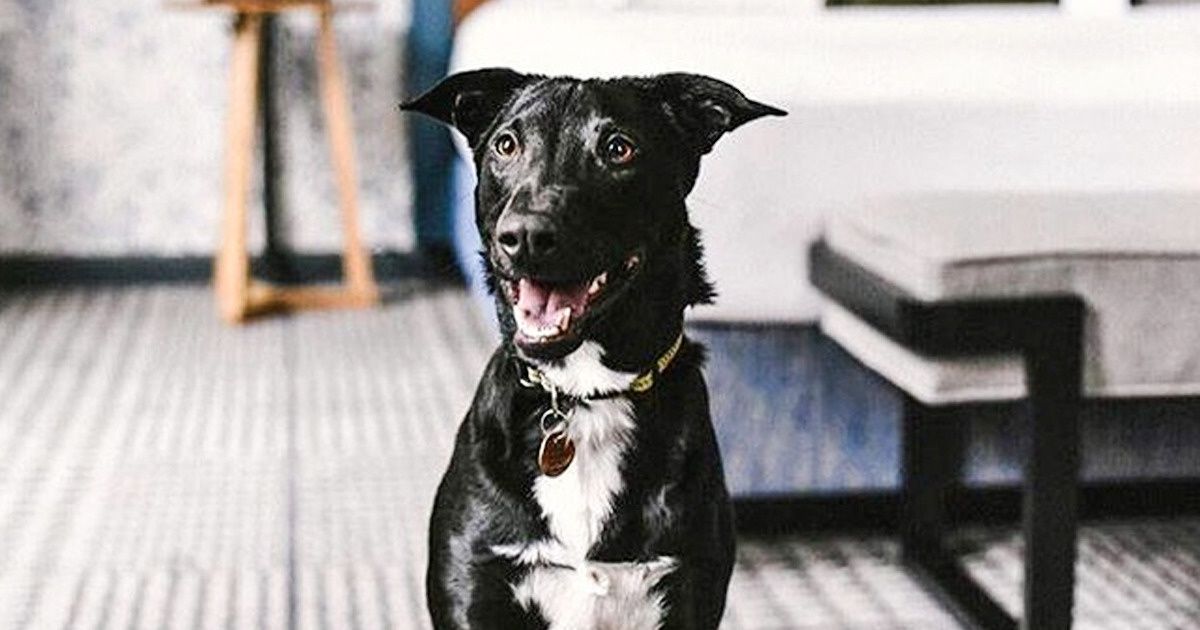 Hotel dos EUA permitirá que seus hóspedes brinquem com cães abandonados para aumentar a conscientização sobre abrigos de animais Hotel dos EUA permitirá que seus hóspedes brinquem com cães abandonados para aumentar a conscientização sobre abrigos de animais
