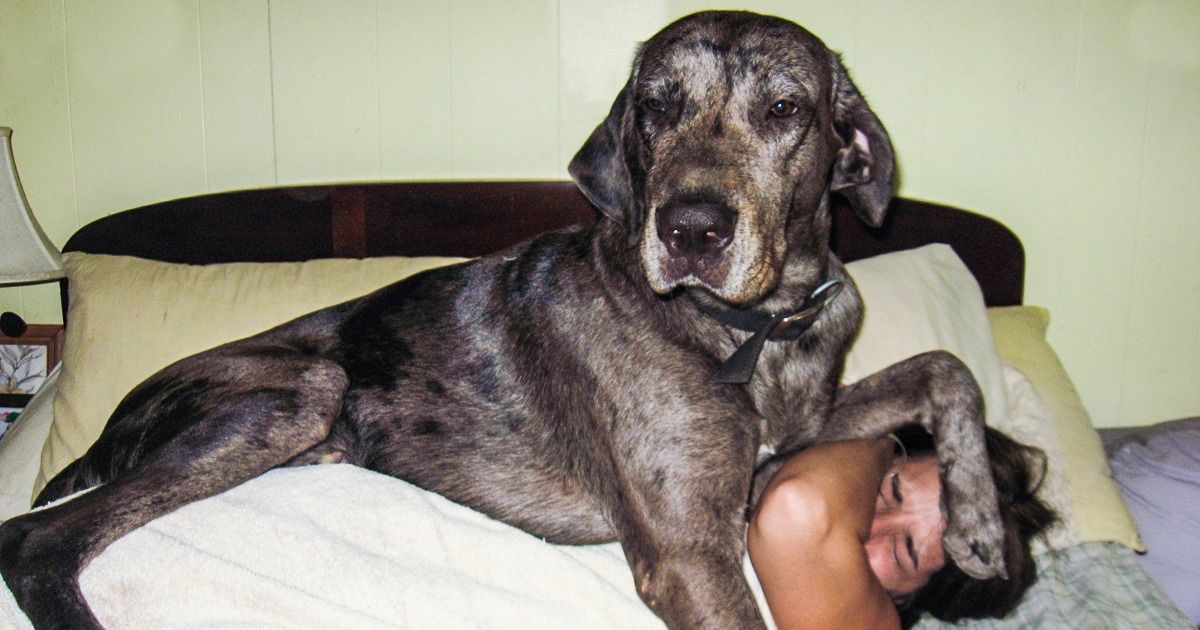 20+ “Filhotes” que não têm noção do seu próprio tamanho