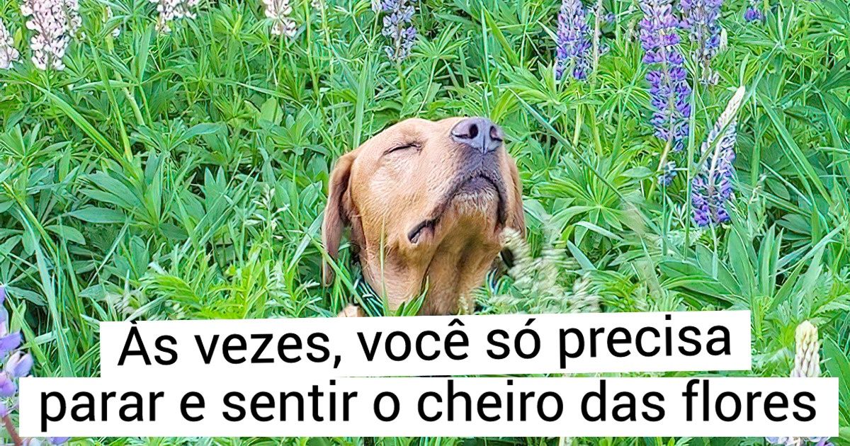 15 Animais que encontraram a paz interior 15 Animais que encontraram a paz interior