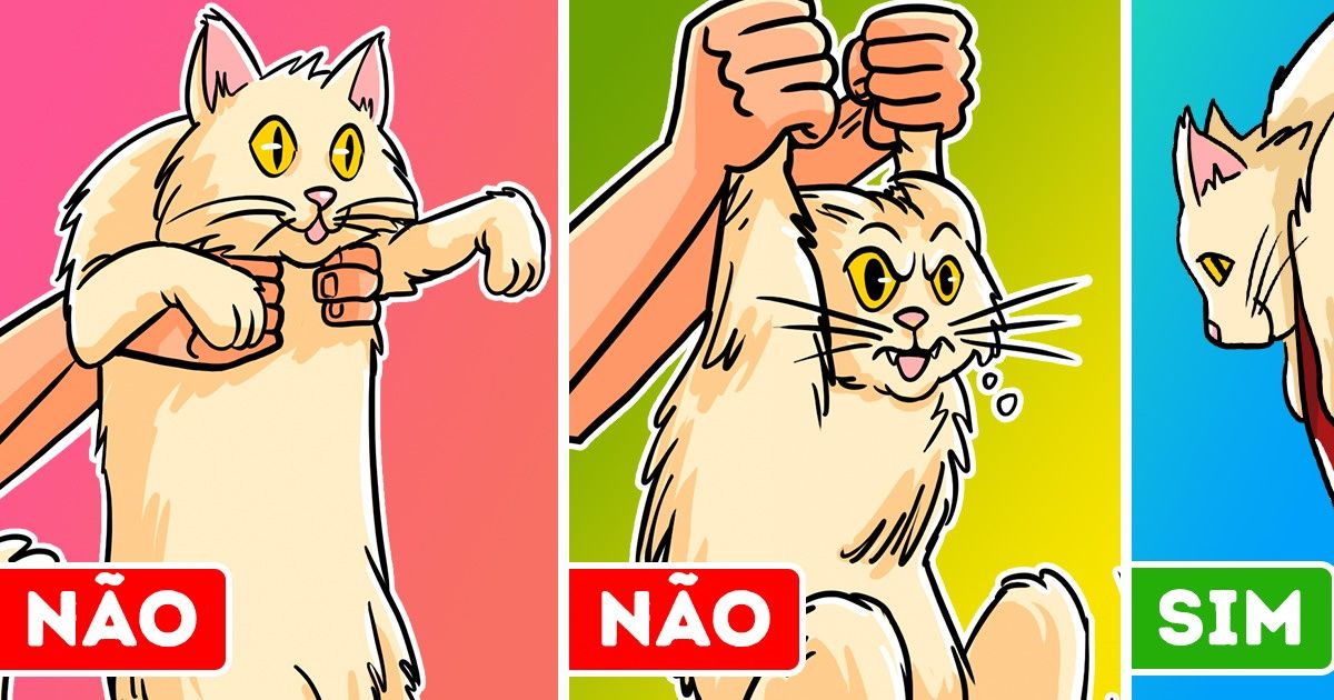 Veterinário mostra como carregar nosso gato e não se frustrar tentando Veterinário mostra como carregar nosso gato e não se frustrar tentando