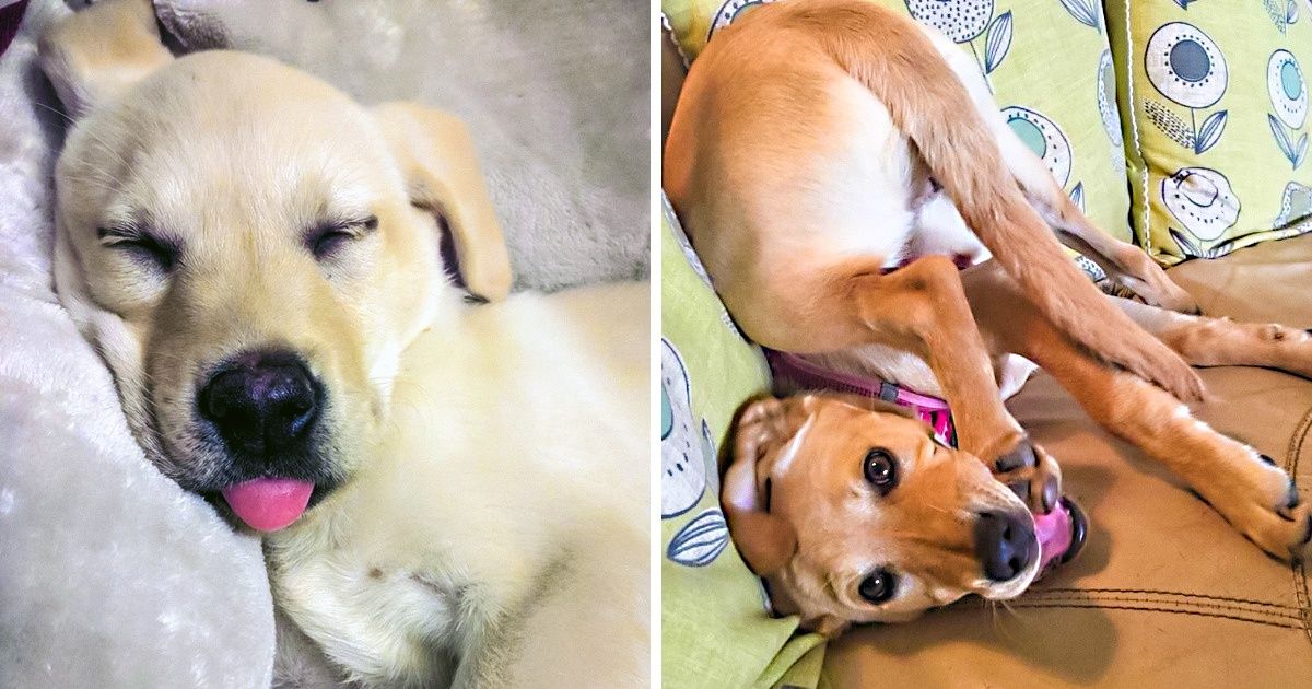 Você não vai sossegar até ter um labrador ou um golden retriever