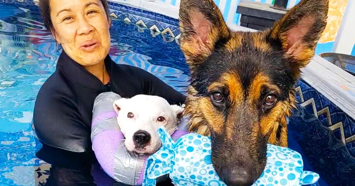 ONG dos EUA cuida do bem-estar de cães idosos e os acompanha em seus últimos anos
