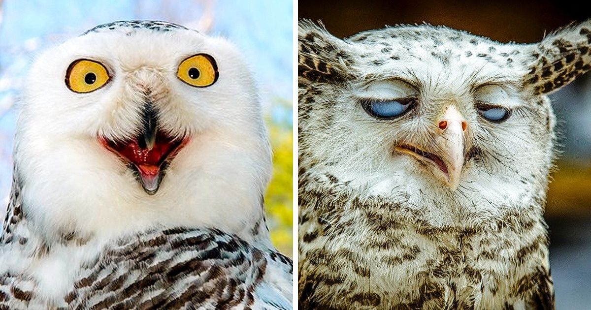 25+ Momentos em que as corujas parecem querer nos dizer alguma coisa