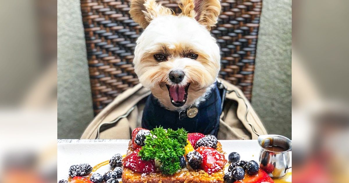 Cachorrinho é resgatado das ruas e hoje recomenda restaurantes pelo Instagram Cachorrinho é resgatado das ruas e hoje recomenda restaurantes pelo Instagram
