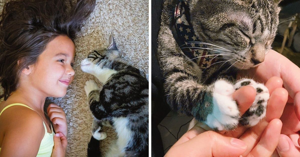 20 Fotos de animais capazes de tocar nossa alma