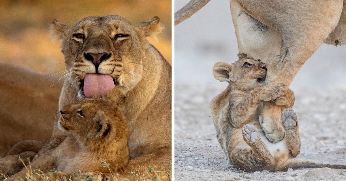 20 Animais que mostram o quanto a família é o que há de mais importante no mundo