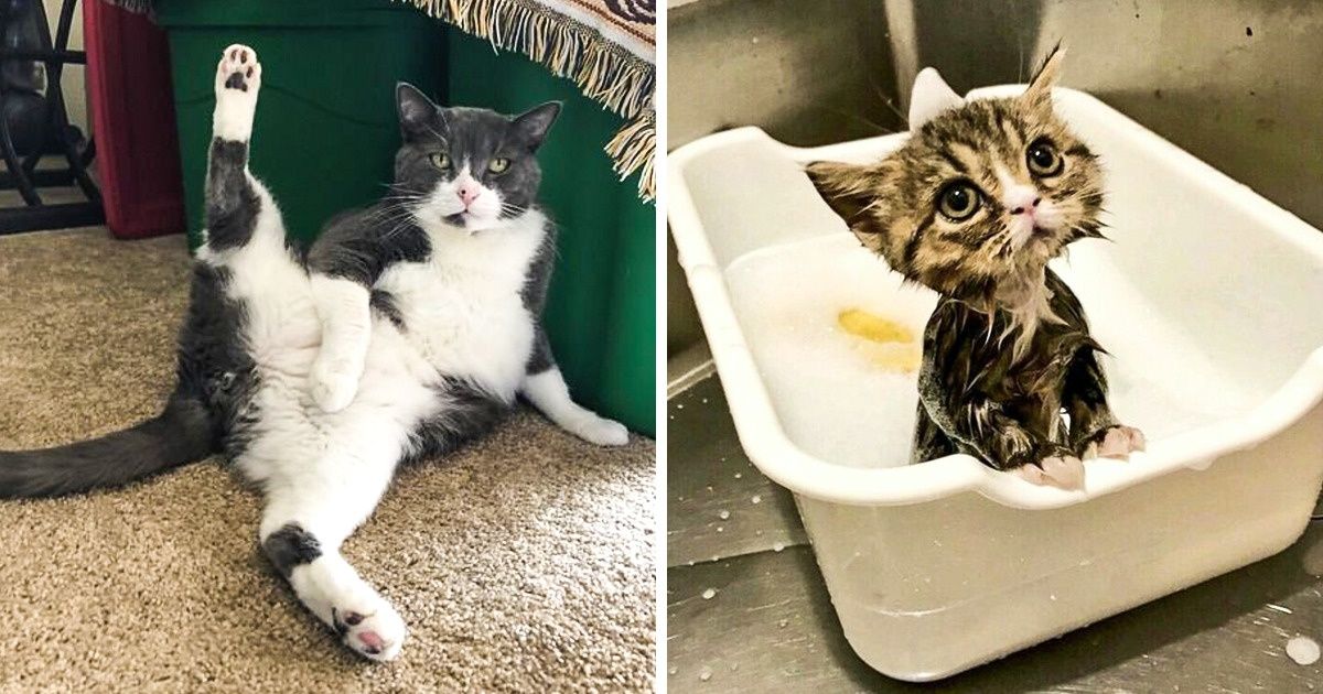 30 Fotos que explicam a fascinação dos internautas por gatinhos