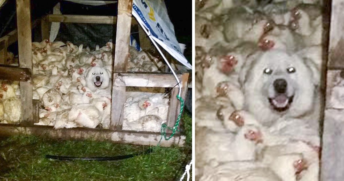 22 Fotos de cachorro que vão salvar você da tristeza