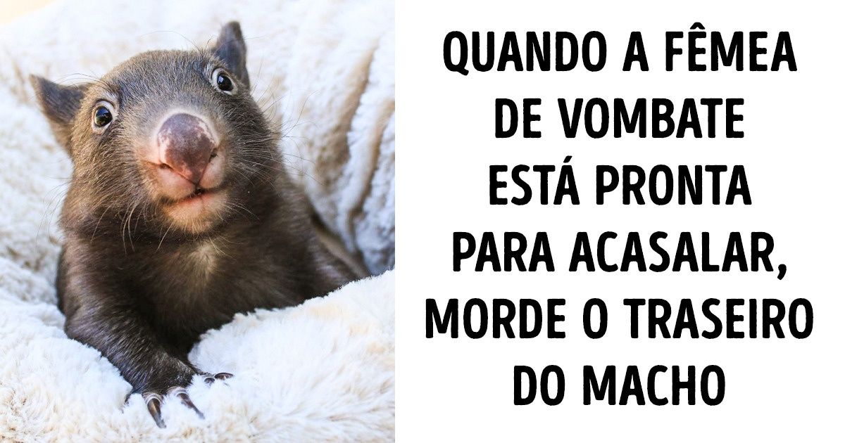 23 Fatos incríveis sobre os animais que podem nos deixar confusos
